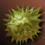 Thorn Cobol