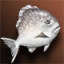 White Fat Fish - For Beginners